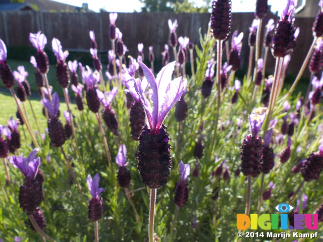 FZ005435 Lavender in back garden